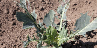 Komunikat warzywniczy Bayer – 6 czerwiec