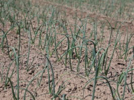 Ocena wschodów cebuli w woj. świętokrzyskim – 1 czerwca