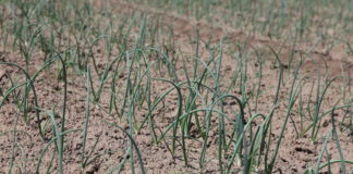 Ocena wschodów cebuli w woj. świętokrzyskim – 1 czerwca