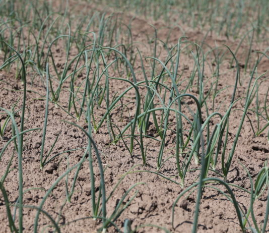 Ocena wschodów cebuli w woj. świętokrzyskim – 1 czerwca