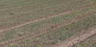 Herbicydy w uprawie cebuli z odpowiednim odstępem