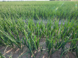 Nawożenie warzyw mikroelementami