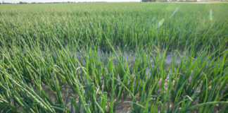 Nawożenie warzyw mikroelementami