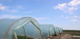 Wczesne warzywa spod Piątku