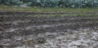 Orkan Ciaran torpeduje zbiory kapusty i kalafiorów