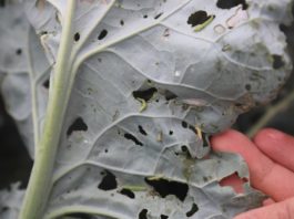 Zwalczanie uciążliwych szkodników warzyw jest możliwe