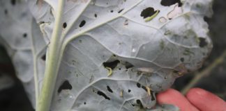 Zwalczanie uciążliwych szkodników warzyw jest możliwe