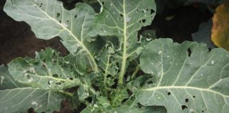 Biologiczna ochrona roślin