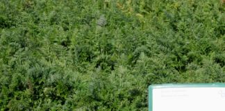 Serenade ASO – bezpieczna ochrona warzyw