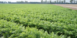 Sprawdzony program na chwasty w uprawie marchwi