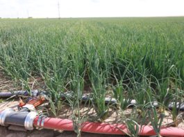 Modernizacja gospodarstw rolnych – dwa nabory w jednym terminie