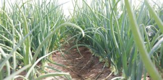 Nawadniane plantacje cebuli w Czechach – FILM