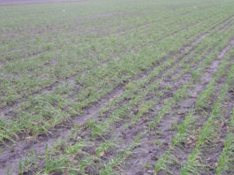 Cebule zimujące – zagrożenia w uprawie