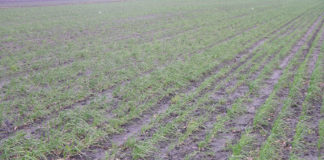 Cebule zimujące – zagrożenia w uprawie