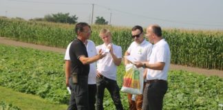 Jak uzyskać 100 ton ogórków z 1 hektara?