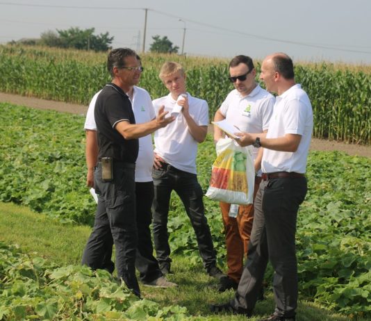 Jak uzyskać 100 ton ogórków z 1 hektara?