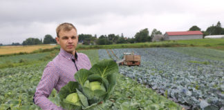 Polecane i znane wczesne odmiany kapust – FILM