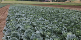 Ważne zabiegi dla jakości główek kapusty- FILM