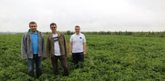 Pomidorowi specjaliści