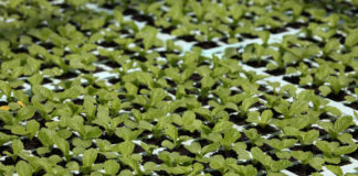 Komunikat warzywniczy Bayer – 25 listopad