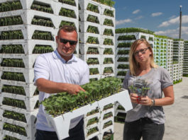 Rozsada warzyw coraz doskonalsza