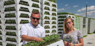 Rozsada warzyw coraz doskonalsza