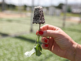 Dobra rozsada warzyw gruntowych – FILM