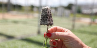 Dobra rozsada warzyw gruntowych – FILM