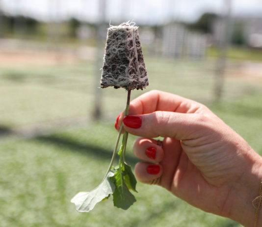 Dobra rozsada warzyw gruntowych – FILM