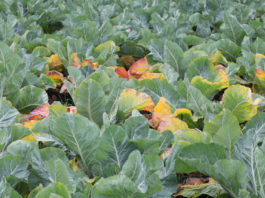 Bakteriozy zagrażają kapustnym