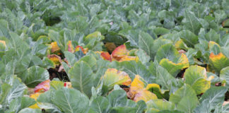 Bakteriozy zagrażają kapustnym