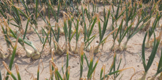 Susza storpedowała produkcję żywności w 2022 roku