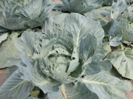 Komunikat warzywniczy Bayer – 7 lipca