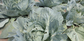 Komunikat warzywniczy Bayer – 7 lipca