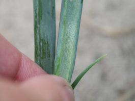 Lustracja – podstawą skutecznej ochrony cebuli przed śmietką i wciornastkami