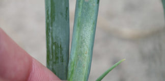 Lustracja – podstawą skutecznej ochrony cebuli przed śmietką i wciornastkami