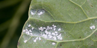 Mączlik warzywny – rozpoznawanie i zwalczanie, FILM