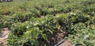 Wstęp do fertygacji – kolejny krok w intensyfikacji produkcji