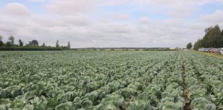 Warzywa polowe na Litwie