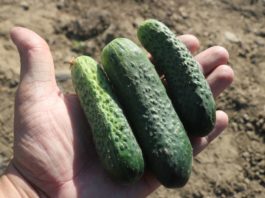 Uprawa ogórków polowych nabiera rozmachu