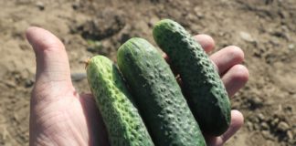 Uprawa ogórków polowych nabiera rozmachu