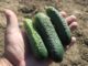 Uprawa ogórków polowych nabiera rozmachu