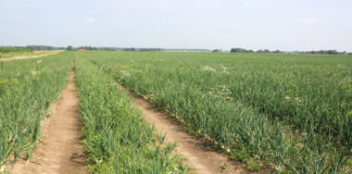 Cebulowe wyzwania na Litwie