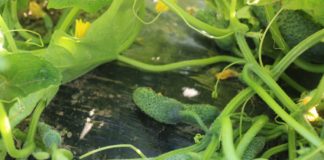 Odmiany ogórków partenokarpicznych do kwaszenia