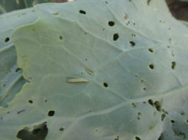 Gąsienice motyli mogą być uciążliwe