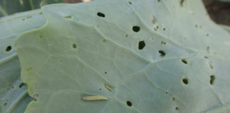 Ochrona i nawożenie warzyw w trudnych warunkach