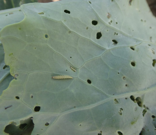 Gąsienice motyli mogą być uciążliwe