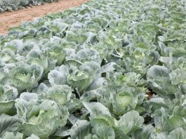 Nawożenie pomaga ograniczyć kiłę kapusty