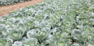 Nawożenie pomaga ograniczyć kiłę kapusty