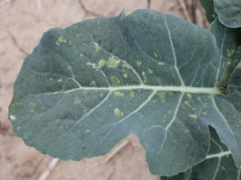 Tantniś krzyżowiaczek – znany szkodnik, nowy problem